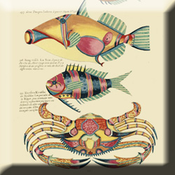 ビブリオポリ-モルッカ諸島の魚類彩色図譜