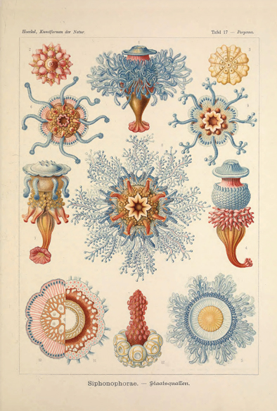 1901年 ヘッケル 生物の驚異的な形 大判 Pl.19 ウミシイタケ スカシ 