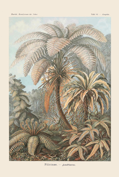 ビブリオポリ-ヘッケル-植物