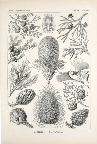 ビブリオポリ-ヘッケル-植物