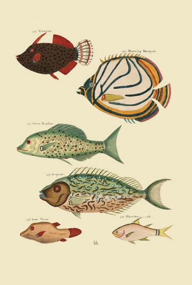 ビブリオポリ-モルッカ諸島の彩色魚類図譜