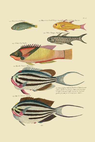 ビブリオポリ-モルッカ諸島の彩色魚類図譜