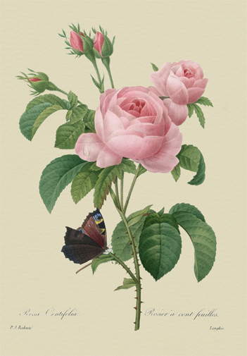 ルドゥーテ−ケンティフォリアと蝶