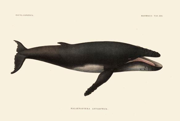 ビブリオポリ-シーボルト-ザトウクジラ