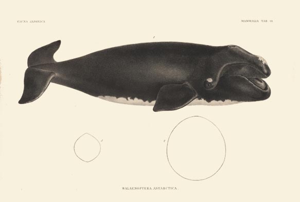 シーボルト-セミクジラの亜種１