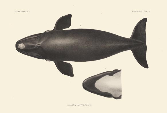 ビブリオポリ-シーボルト-ファウナヤポニカ-セミクジラの亜種２