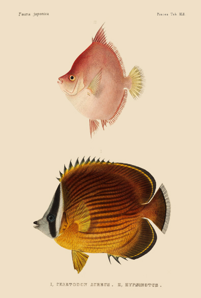 シーボルト-魚類